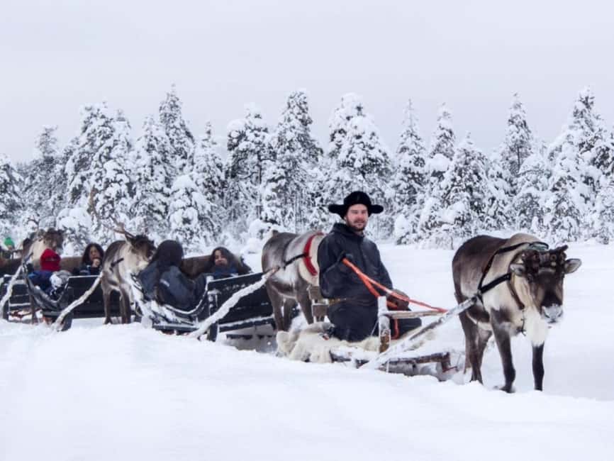 Rovaniemi: Reindeer Safari at 200-Year-Old Farm & Sled Ride - Who This Reindeer Safari Best Suits