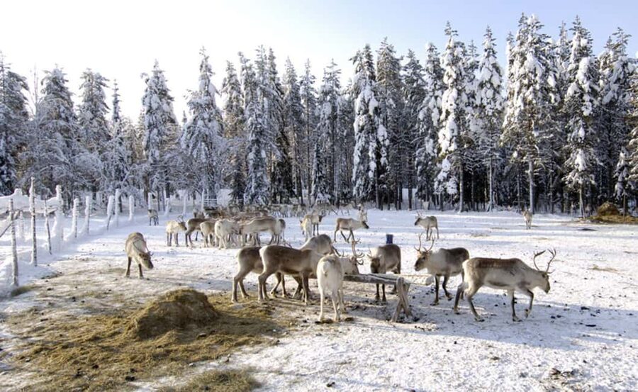 Rovaniemi: Saami Reindeer Farm Visit & Sleigh Ride - Should you book this Sámi Reindeer Farm visit and sleigh ride?
