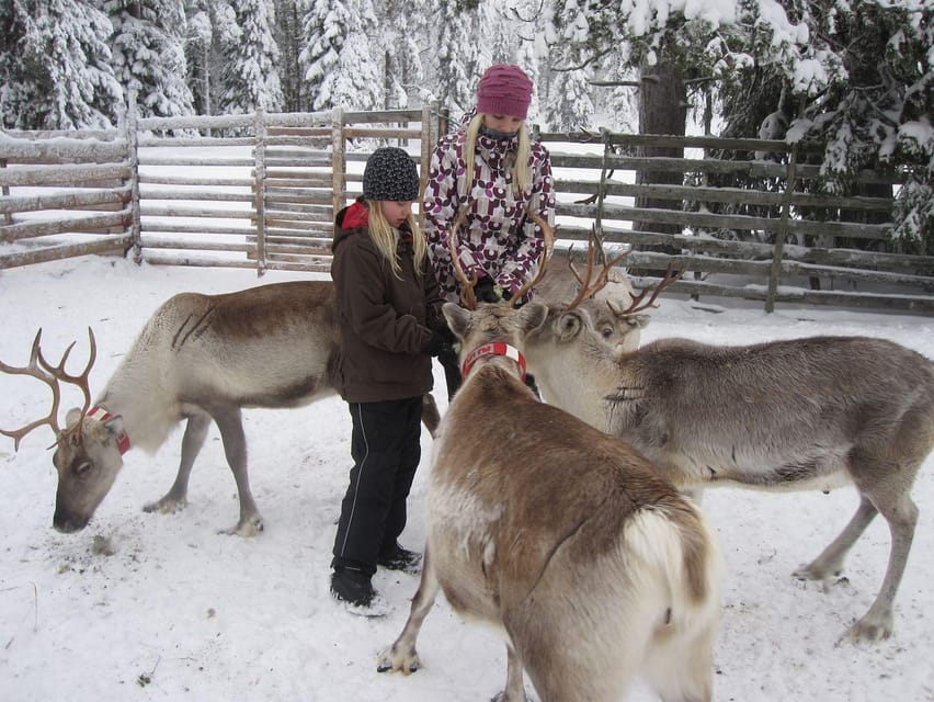 Rovaniemi: Saami Reindeer Farm Visit & Sleigh Ride - Reindeer feeding and photos: how to make it enjoyable (not stressful)