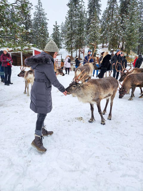 Rovaniemi: Saami Reindeer Farm Visit & Sleigh Ride - Price and value: what $129 covers, and what it doesn’t