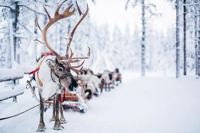 Rovaniemi Santa Claus Village Husky Reindeer Farm Arctic Museum - Arktikum Arctic Museum: Animals, Sami Culture, and Northern Lights Context