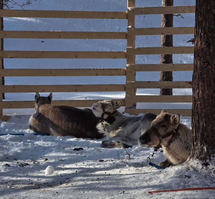Rovaniemi:Self-drive Husky safari with a Reindeer Farm visit - Why This Husky-and-Reindeer Route Feels Private in Rovaniemi
