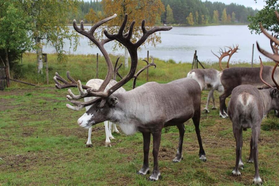 Rovaniemi: Summer/Autumn Reindeer Farm Experience - Key highlights worth planning for
