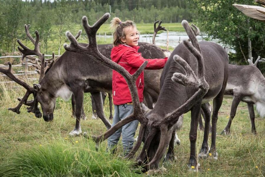 Rovaniemi: Summer/Autumn Reindeer Farm Experience - Learning Lappish reindeer herding, not just facts
