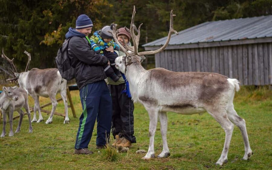 Rovaniemi: Summer/Autumn Reindeer Farm Experience - Feeding the herd: what “up close” really means