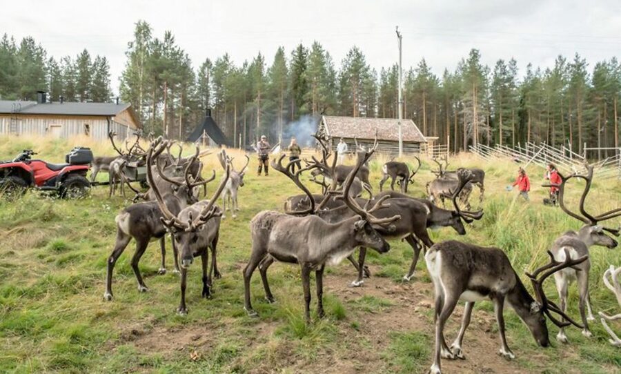 Rovaniemi: Summer Reindeer Farm Experience - Summer Reindeer in Rovaniemi: What Makes This Farm Visit Different