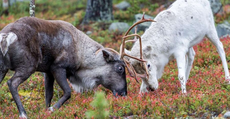 Rovaniemi: Summer Reindeer Farm Experience - Welcome by a Local Reindeer Herder: The Tour’s Real Value