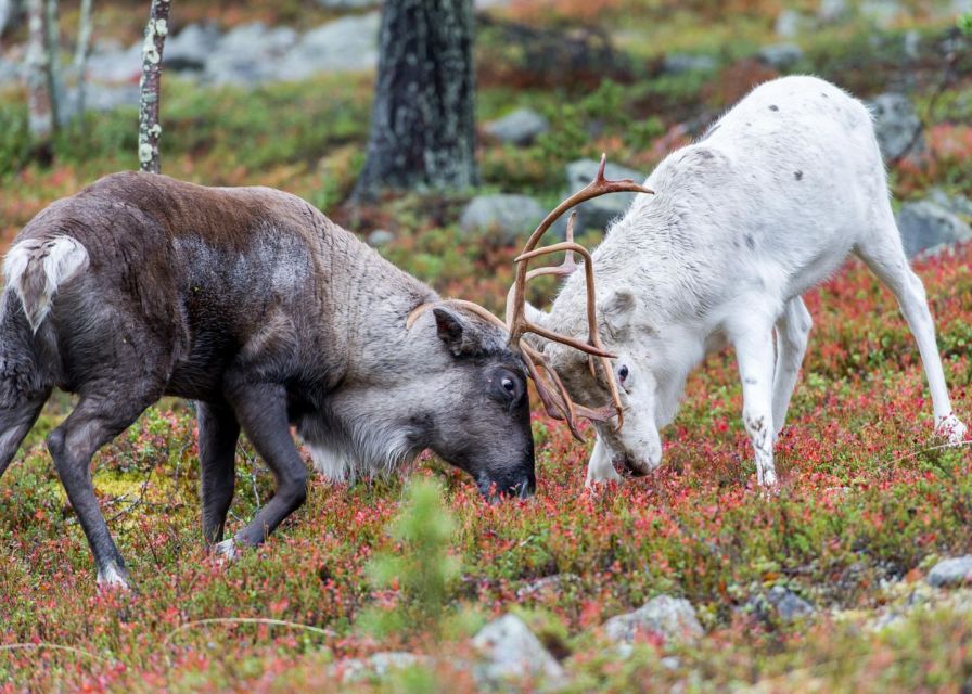 Rovaniemi: Summer Reindeer Farm Experience - The Kota Stop: Warm Drinks and Stories by the Fire