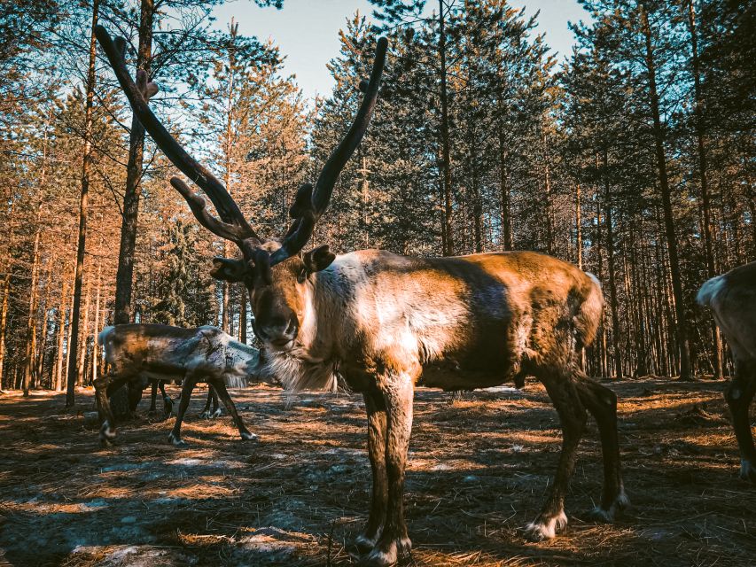 Rovaniemi: Summer Reindeer Farm Experience - Who This Suits Best (and Who Might Want Another Option)