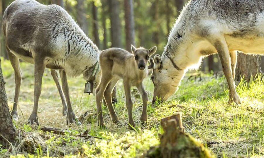 Rovaniemi: Summer Reindeer Farm Experience - Getting Out of Rovaniemi: The Short Drive That Sets the Tone