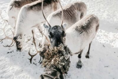 Rovaniemi: Visit to Santa's reindeer farm with reindeer ride - The 0.5 km sleigh ride: short distance, real winter magic