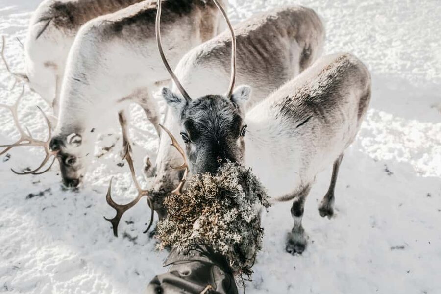 Rovaniemi: Visit to Santa's reindeer farm with reindeer ride - The 0.5 km sleigh ride: short distance, real winter magic