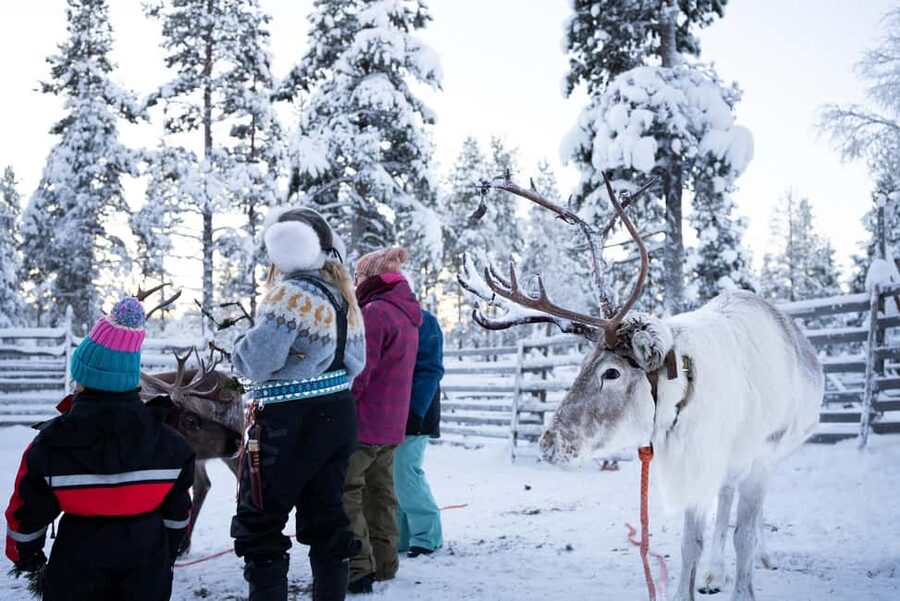 Saariselkä: Reindeer Farm Experience with Snack and Drinks - The 45-minute guided reindeer visit: feeding lichen is the star