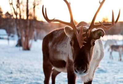 Saariselkä: Reindeer Farm Experience with Snack and Drinks - Getting to the Kuukkeli Aurora Resort: plan your timing