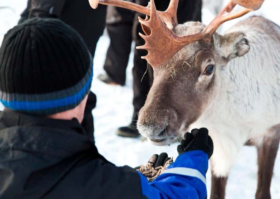 Saariselkä: Reindeer Farm Experience with Snack and Drinks - Price and value: is $69 worth it?