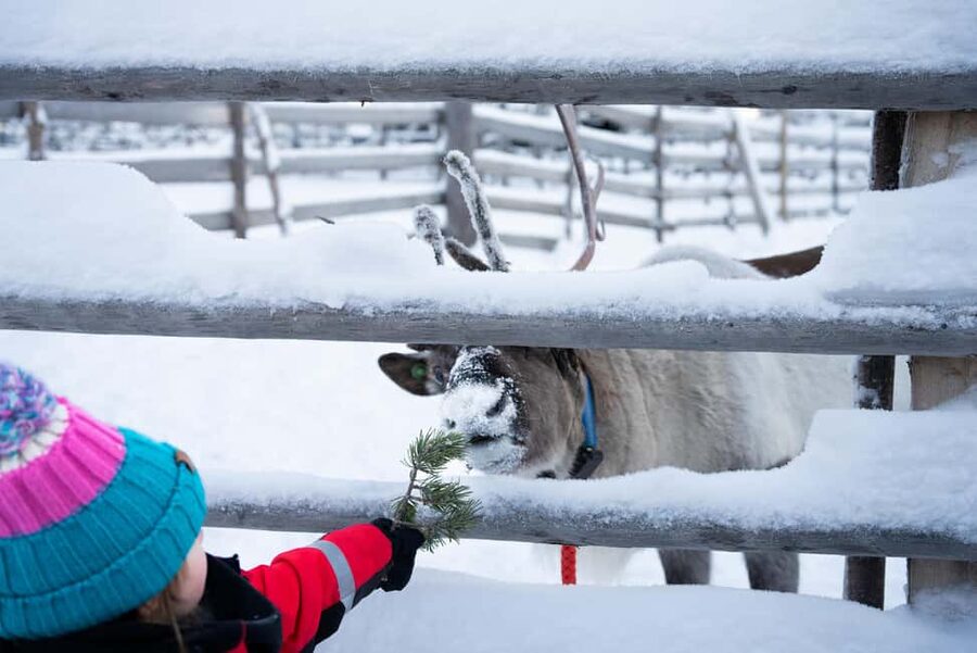 Saariselkä: Reindeer Farm Experience with Snack and Drinks - Who should book this (and who might rethink it)