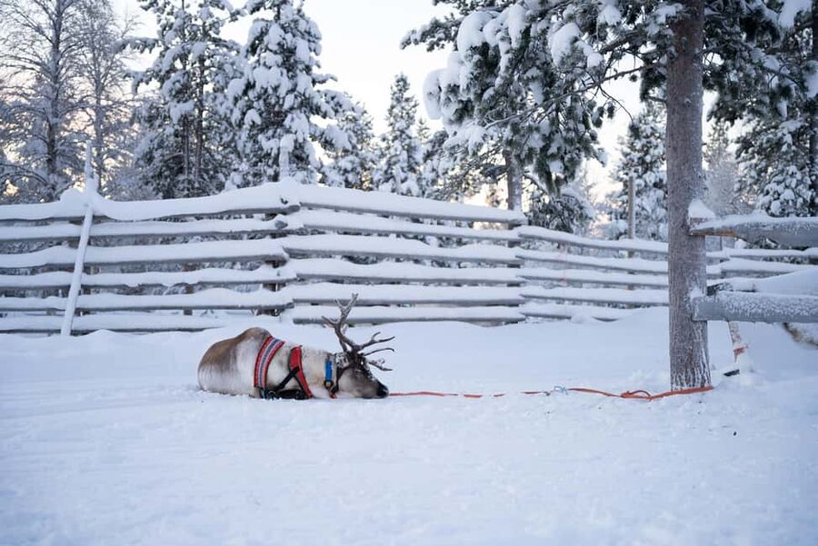 Saariselkä: Reindeer Farm Experience with Snack and Drinks - What to bring for cold comfort