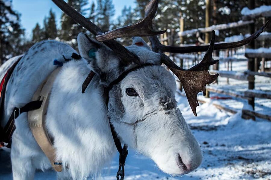 Saariselkä: Reindeer Farm Experience with Snack and Drinks - Should you book the Kuukkeli Reindeer Experience?
