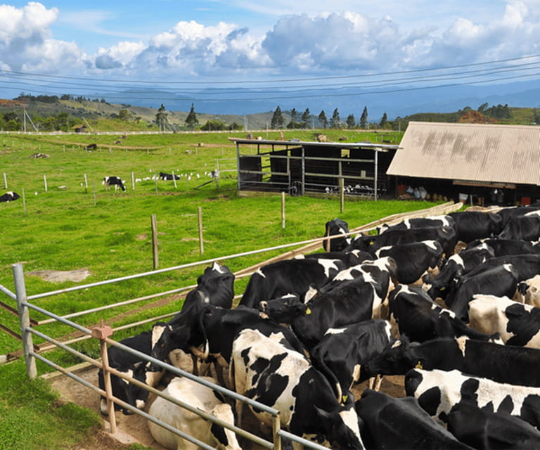 Sabah: Kinabalu Park, Hot Springs, and Cow Farm Day Tour - A one-day rhythm that pairs mountain trails with hot spring reset