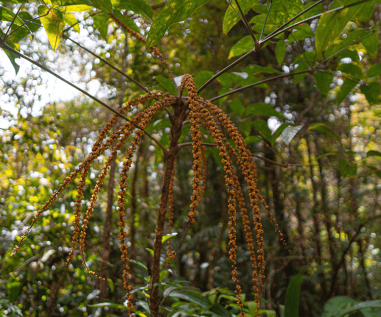 Sabah: Kinabalu Park, Hot Springs, and Cow Farm Day Tour - Kinabalu Park guided walk: biodiversity, views, and the real payoff