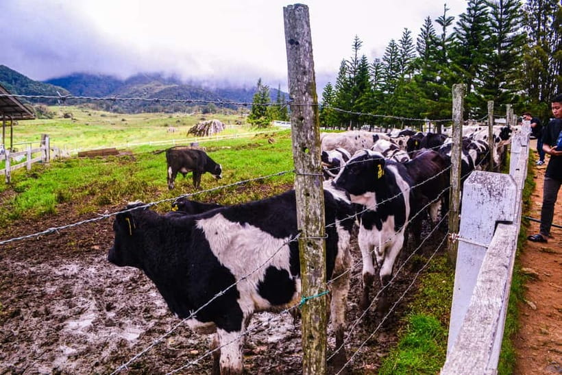 Sabah: Kinabalu Park, Poring Hot Springs & Desa Farm Tour - A full day around Mount Kinabalu: how this 11-hour loop feels