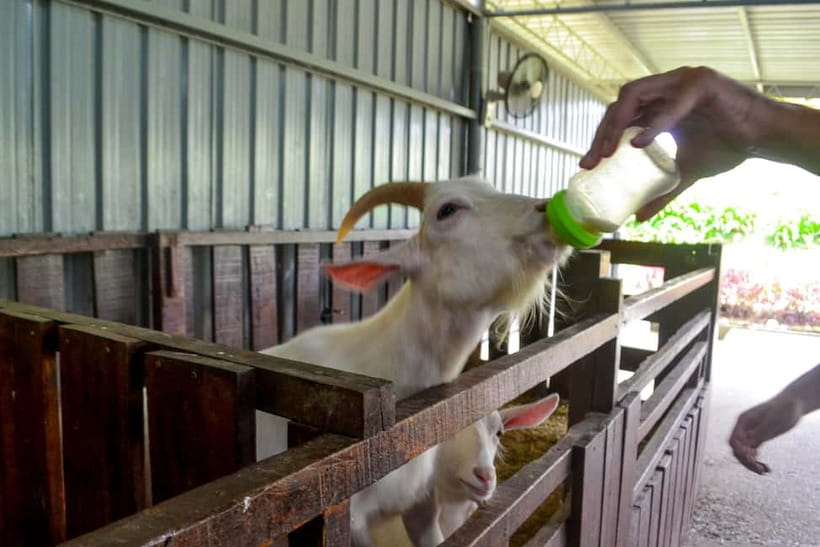 Sabah: Kinabalu Park, Poring Hot Springs & Desa Farm Tour - Who this tour suits best (and who should skip it)
