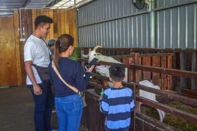 Sabah: Kinabalu Park, Poring Hot Springs & Desa Farm Tour - Desa Dairy Farm (Little New Zealand): the fun stop for food lovers
