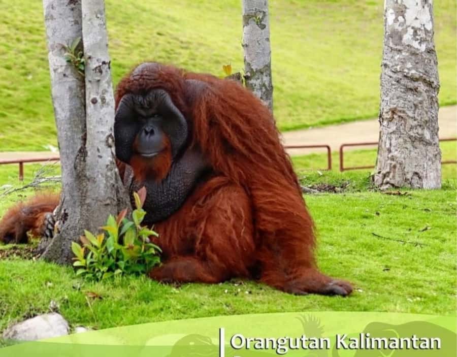 Safari Lagoi & Eco Farm Bintan - Key highlights to know before you go