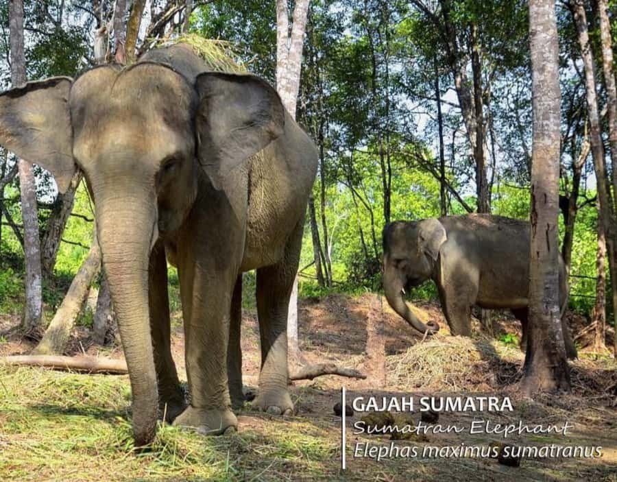 Safari Lagoi & Eco Farm Bintan - The animal encounters: what you’ll see and what it means