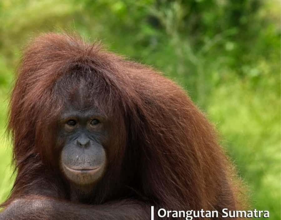Safari Lagoi & Eco Farm Bintan - The Eco Farm walk: tropical crops, flower patches, and a taste you can justify