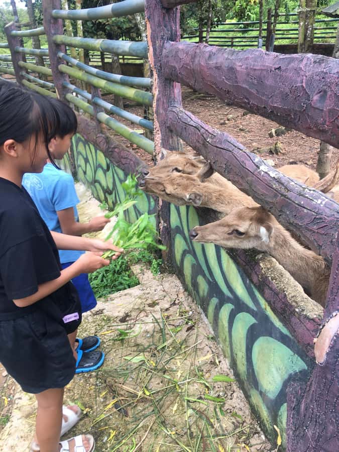 Safari Lagoi & Eco Farm Bintan - The ginger tea and rujak finish: what to expect from the meal-style stop