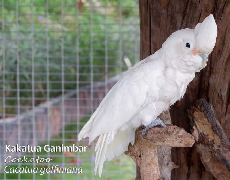 Safari Lagoi & Eco Farm Bintan - What to bring (and what to wear) for this Eco Farm + wildlife mix