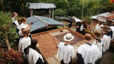 Salento and Cócora Tour + Coffee Farm from Pereira/Armenia - Cocora Valley and the Palm Forest: Where the Photos Actually Make Sense