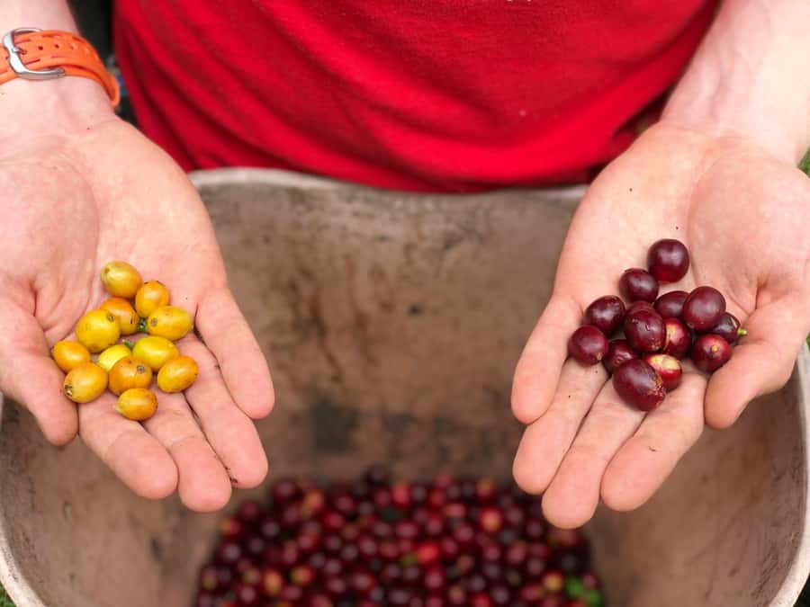 Salento: Coffee Farm Tour with Tasting - Key things I’d mark on your mental map
