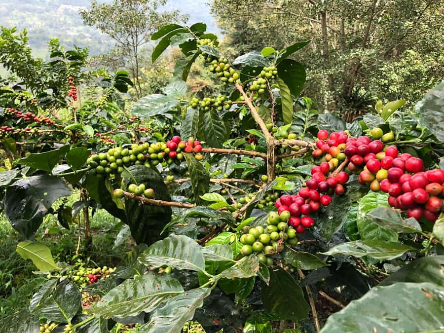 Salento: Coffee Farm Tour with Tasting - Roasting and (sometimes) grinding: the last steps before the cup