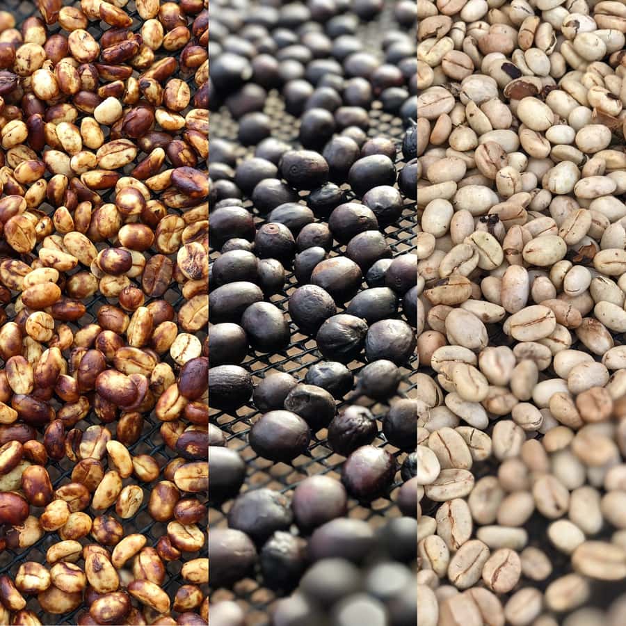 Salento: Coffee Farm Tour with Tasting - Timing, transport, and a private group that keeps questions from getting lost