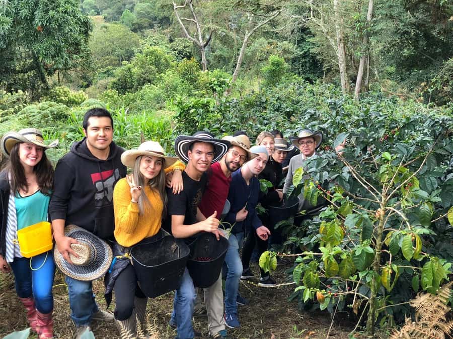Salento: Coffee Farm Tour with Tasting - The full coffee process you’ll walk through: seed, care, harvest, roast