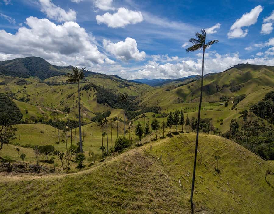 Salento: Private Cocora Valley, Salento & Coffee Farm Tour - Should you book this private Cocora Valley and coffee farm tour?