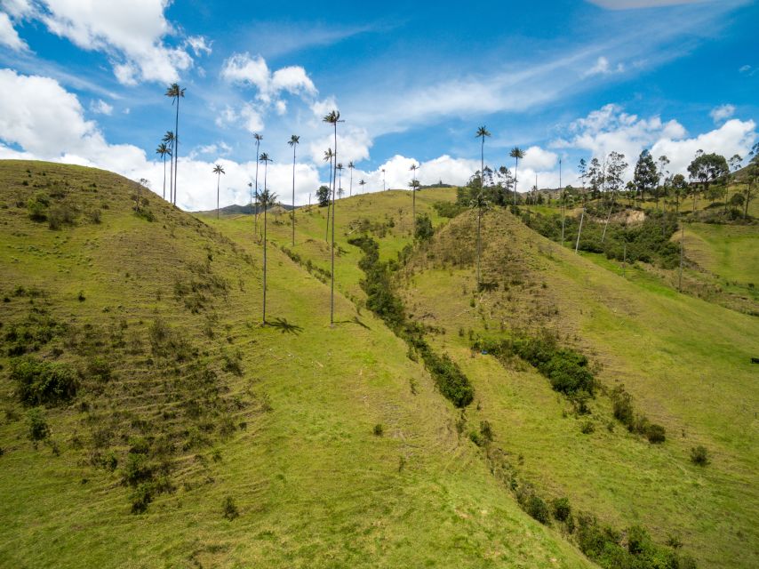 Salento: Private Cocora Valley, Salento & Coffee Farm Tour - Who should book this Cocora + coffee day, and who should skip it