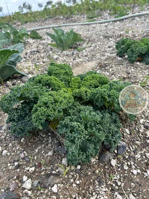 Santorini: Farm and Winery Guided Tour - Farm and Winery in One Session: What Makes This Tour Worth Your Time