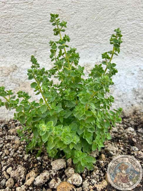 Santorini: Farm and Winery Guided Tour - The Mini Farm: Chickens, Olive Trees, and Produce You’ll Want to Name