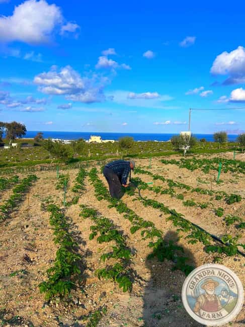 Santorini: Farm and Winery Guided Tour - Wine Tasting: From Crisp Whites to Sweet Vinsanto