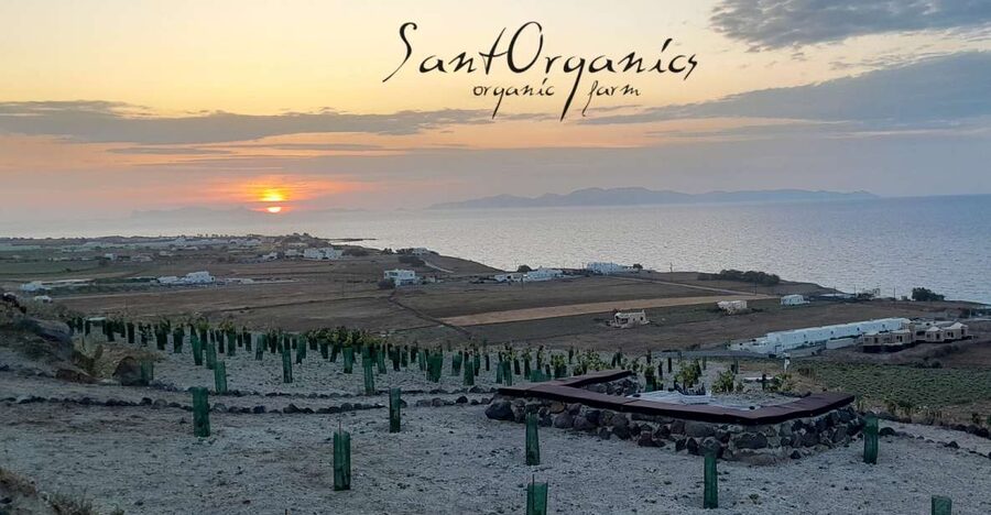 Santorini: Private Agri-Educational Visit to an Organic Farm - Vineyard walk: black currants, capers, and thyme in an island setting