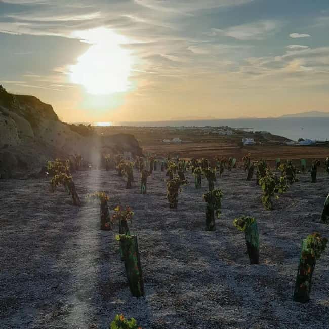 Santorini: Private Agri-Educational Visit to an Organic Farm - Taste test time: LIQUEUR RAISIN, herb-infused olive oil, and more