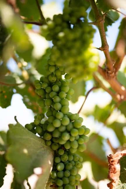 Santorini: Private Agri-Educational Visit to an Organic Farm - Practical details that help you show up ready