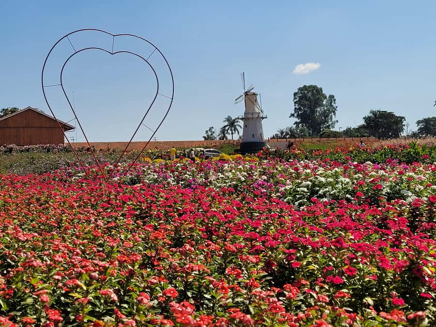 São Paulo: Holambra Colorful Flower Farm Guided Day Trip - Key things worth marking on your camera roll
