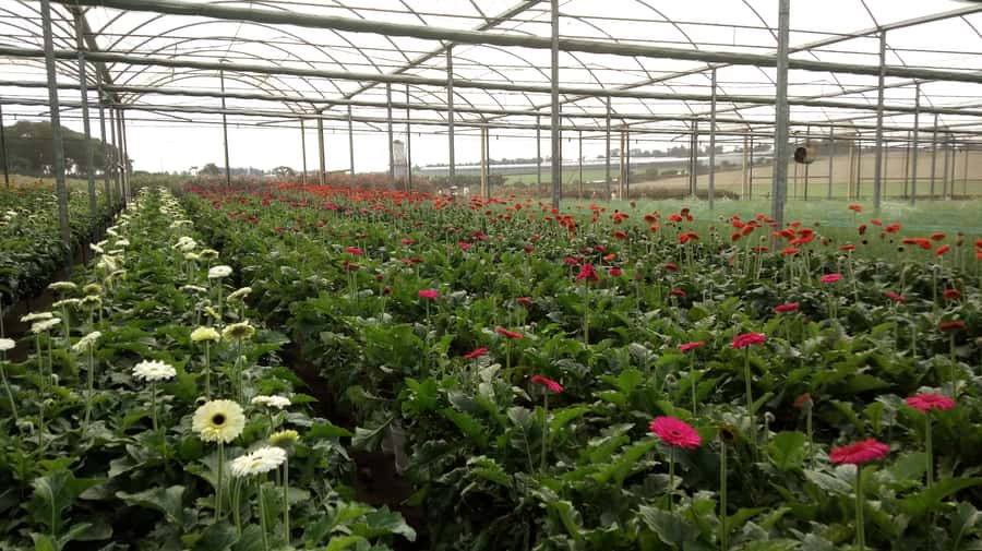 São Paulo: Holambra Colorful Flower Farm Guided Day Trip - Practical tips to make your day easier