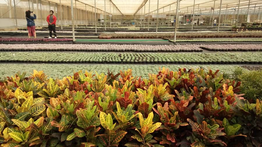 São Paulo: Holambra Colorful Flower Farm Guided Day Trip - Who this Holambra flower farm day trip suits best