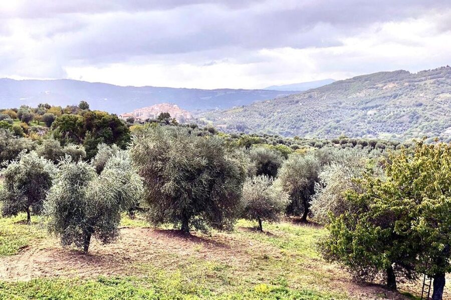 Seggiano: Typical Tuscan Farm Tour with Olive Oil Tasting - Olio Abbraccio in Seggiano: why this farm tour feels personal