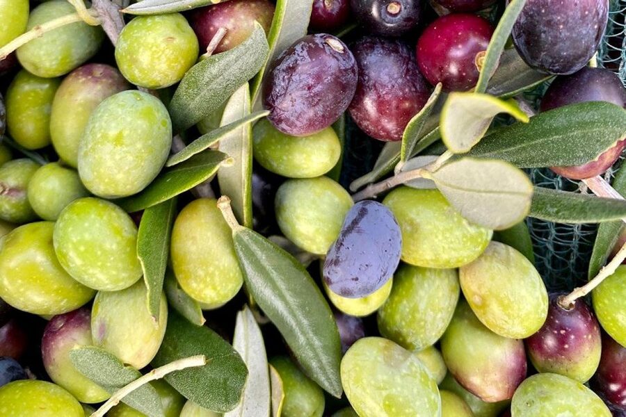 Seggiano: Typical Tuscan Farm Tour with Olive Oil Tasting - Tasting time: extra virgin oil plus typical foods (yes, ice cream)